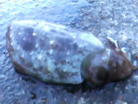 アオリイカやモンゴウイカ、コウイカ